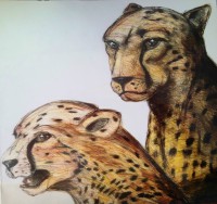 /album/gli-animali/animals-ghepardi-1987-jpg/